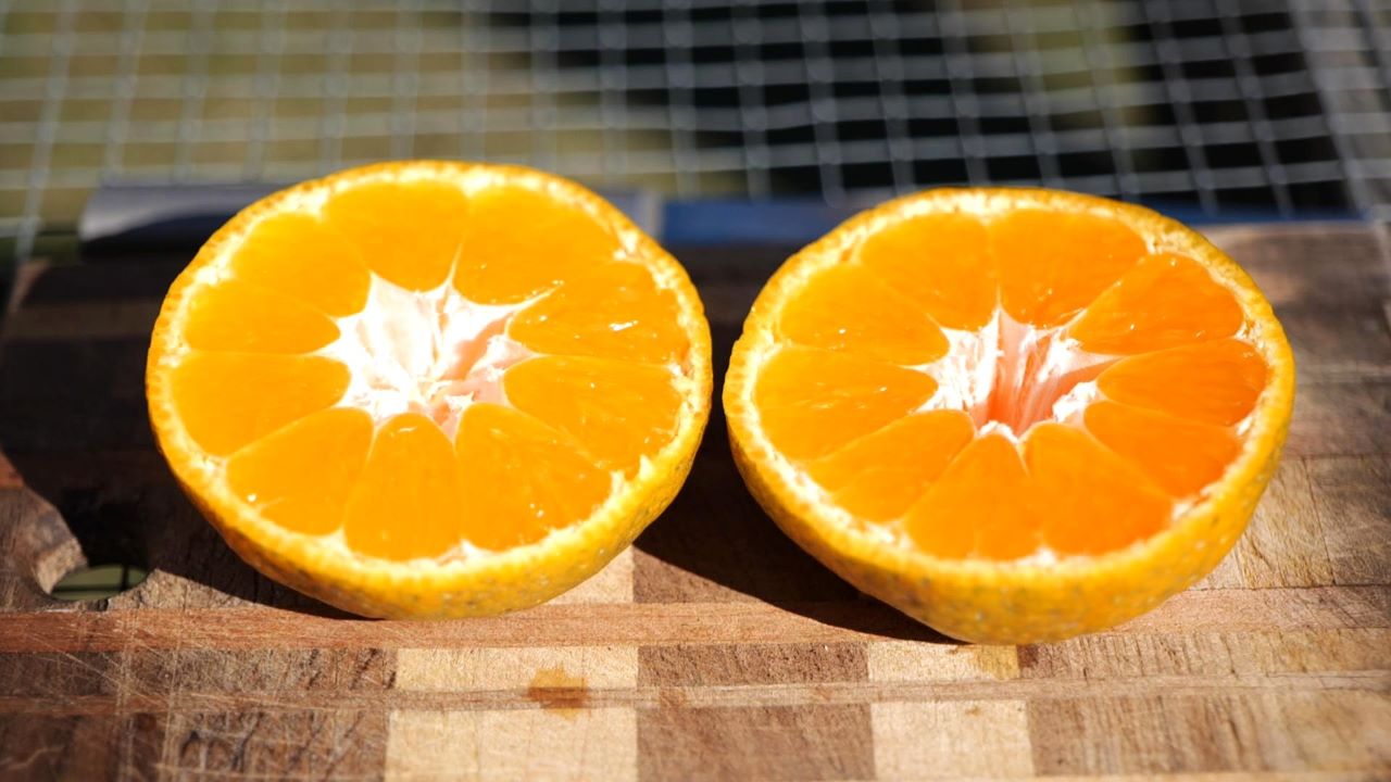 Get It Growing: Why do some satsuma fruits look abnormal?